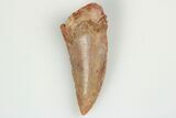 Serrated, Raptor Tooth - Real Dinosaur Tooth #193092-1
